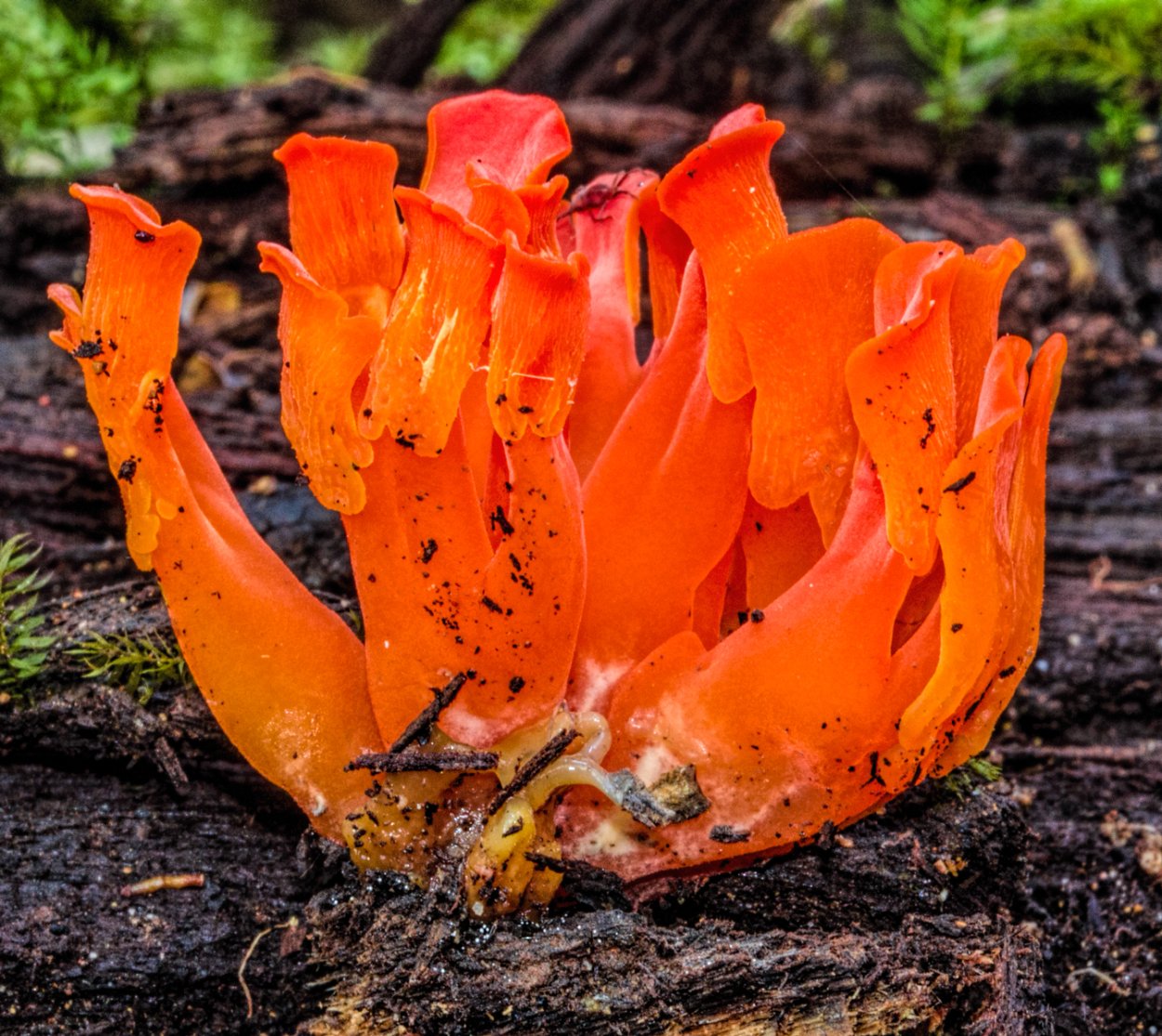 Инстаграмные букеты цветов