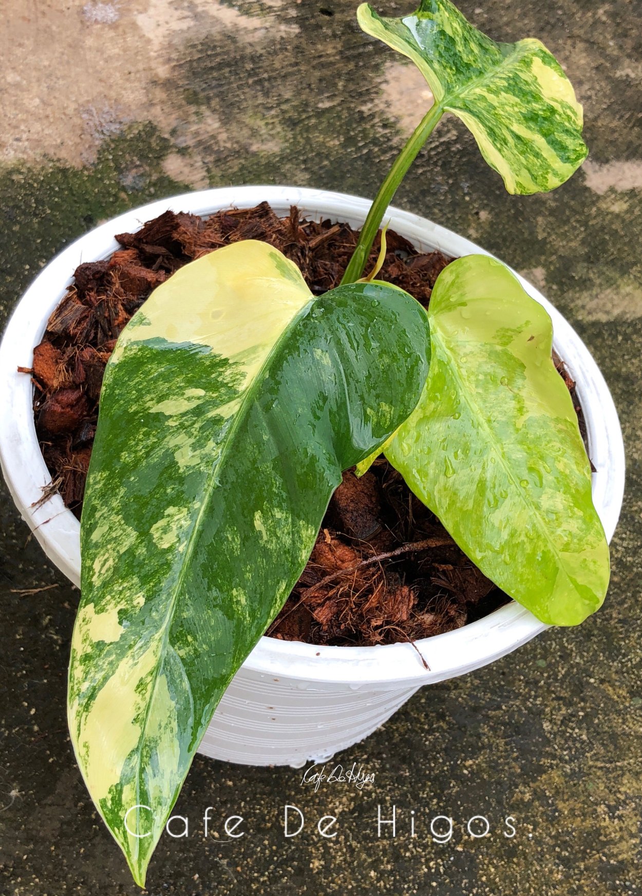 Филодендром демон лайм