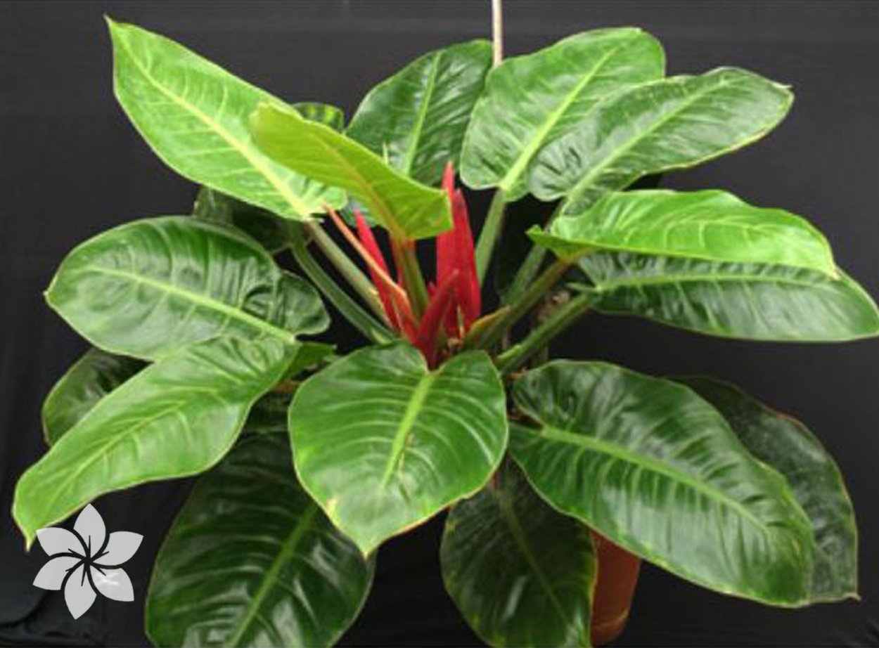 Филодендрон Сиам