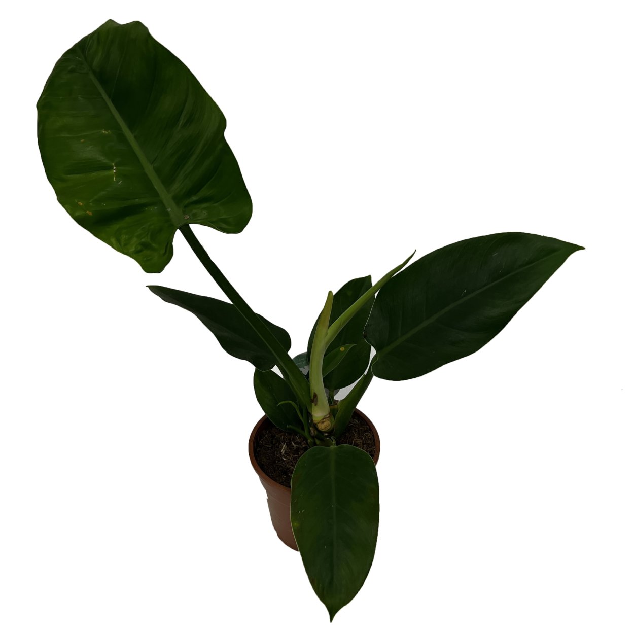 Филодендрон Максимус