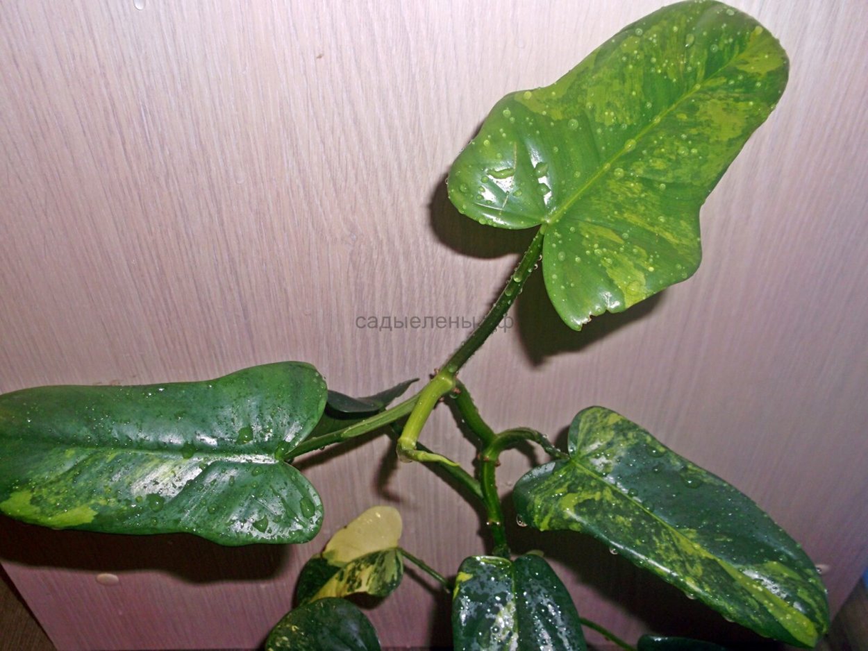 Филодендрон Стравберри Шейк