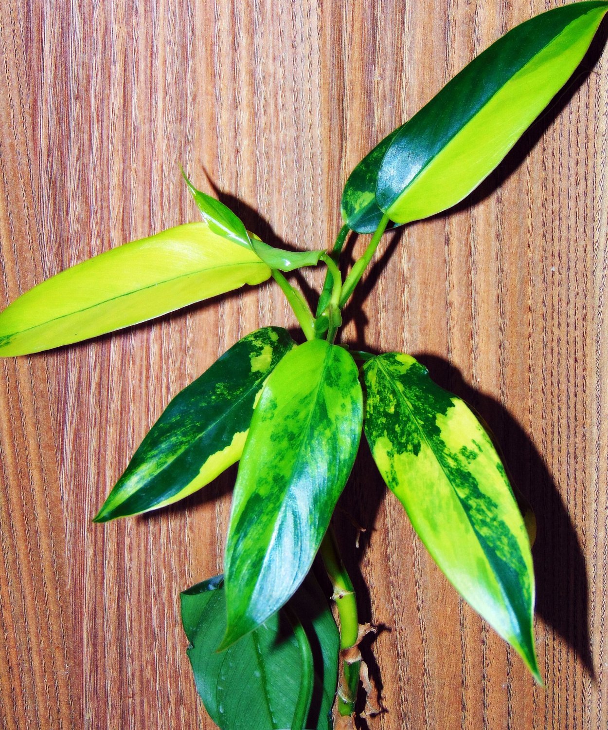 Филодендрон Сиам Санрайз вариегатный