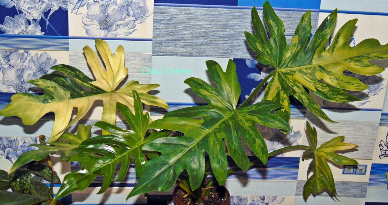 Филодендрон Императорский