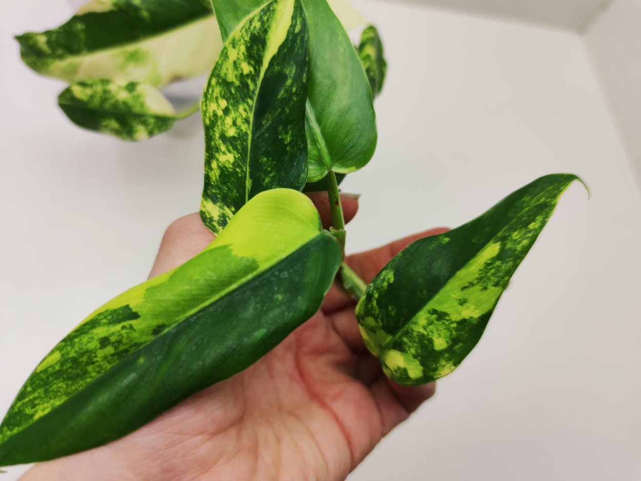 Филодендрон Thai Sunrise