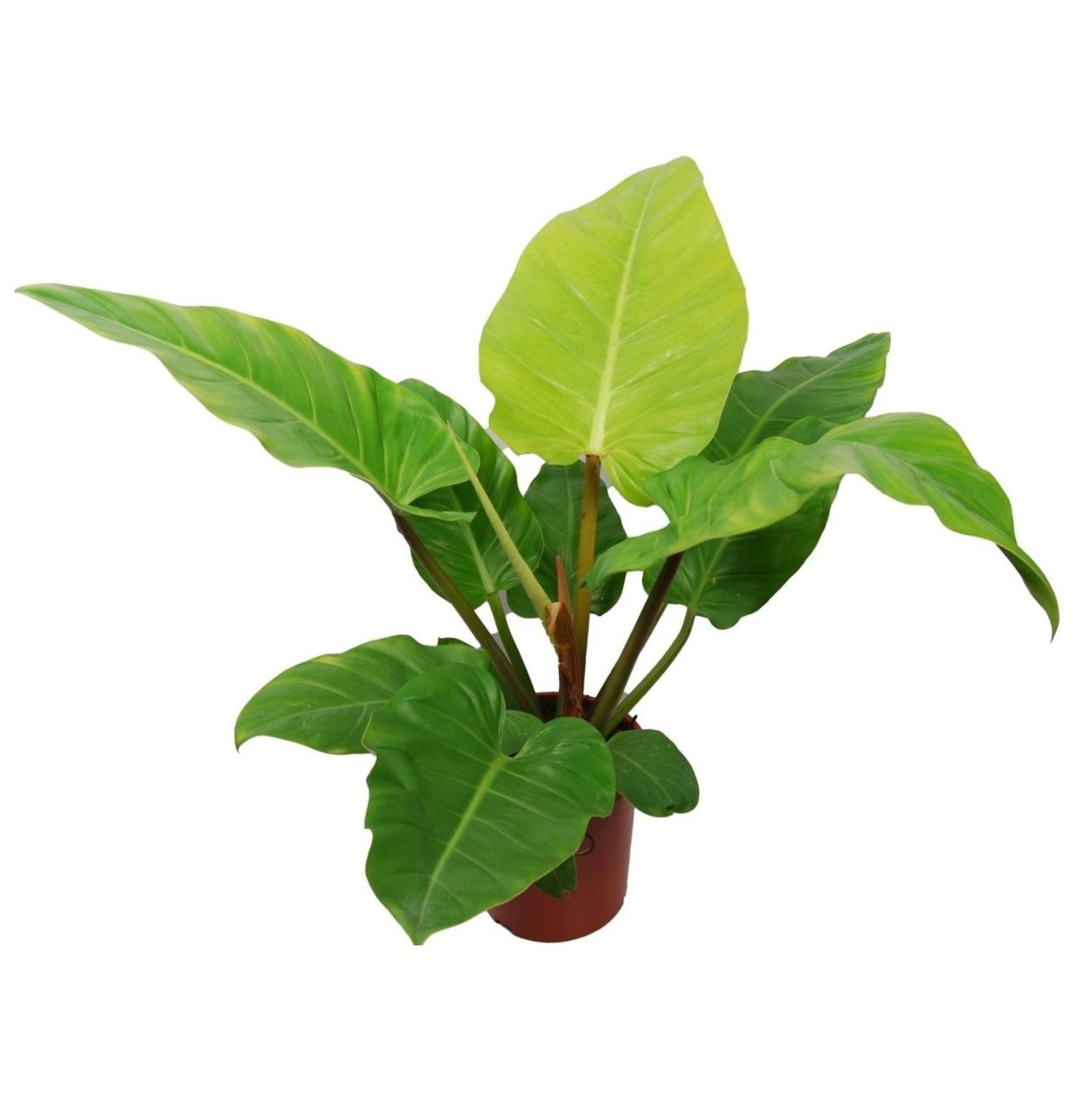 Филодендрон Вариегата