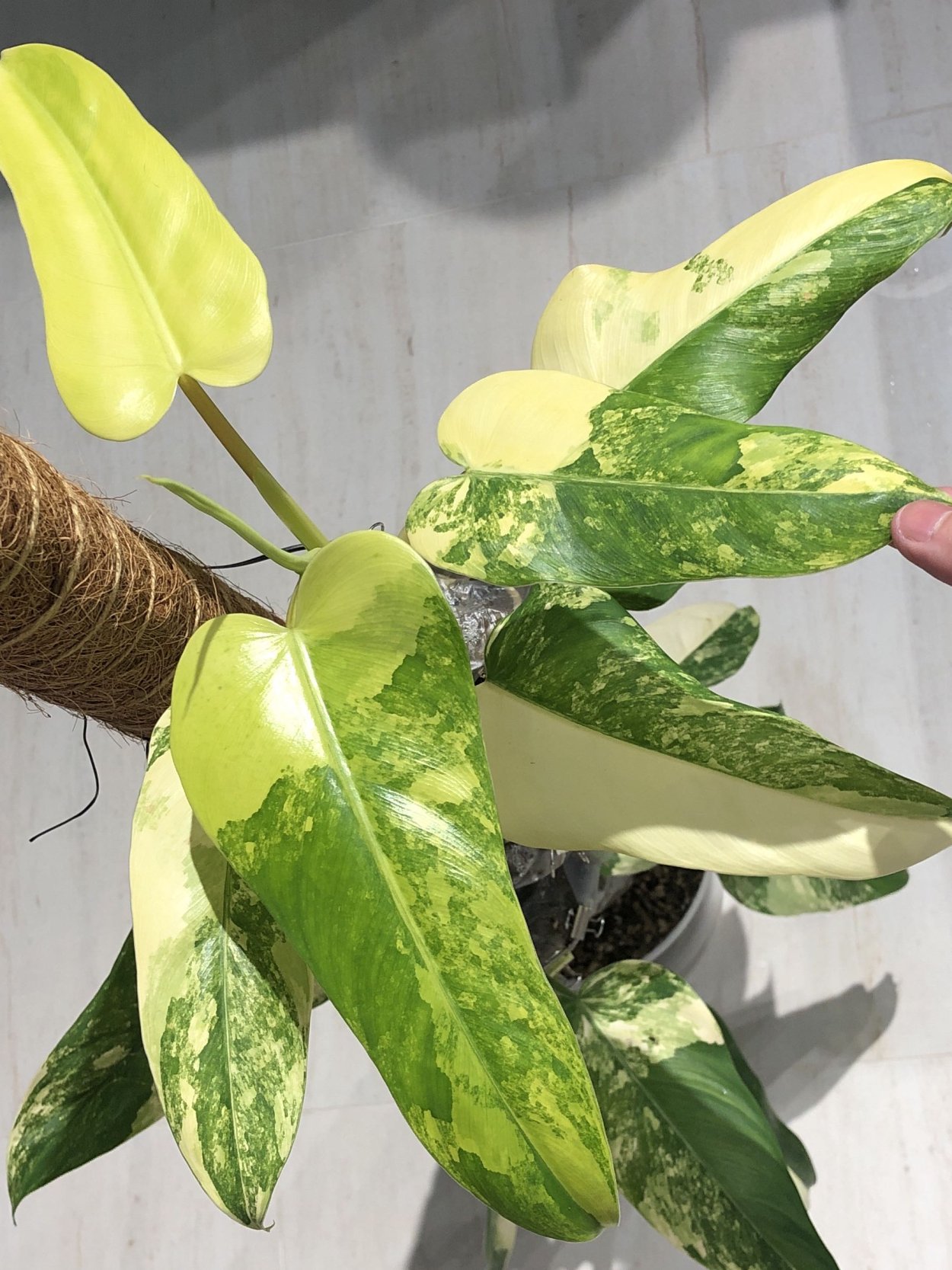 Филодендрон domesticum