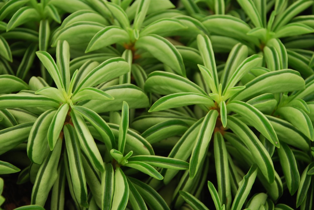 Пеперомия камнеломка