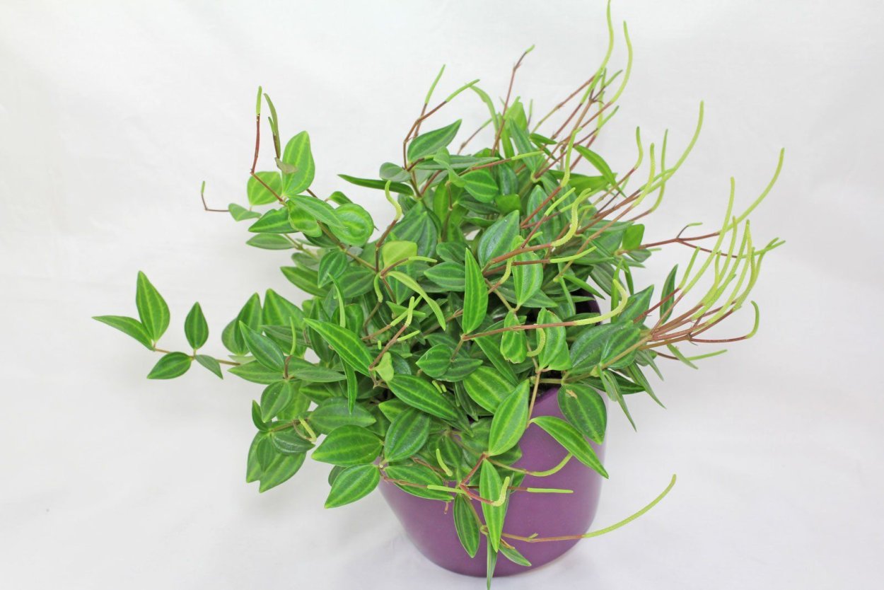 Пеперомия Хоуп