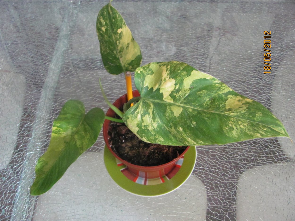 Филодендрон billietiae
