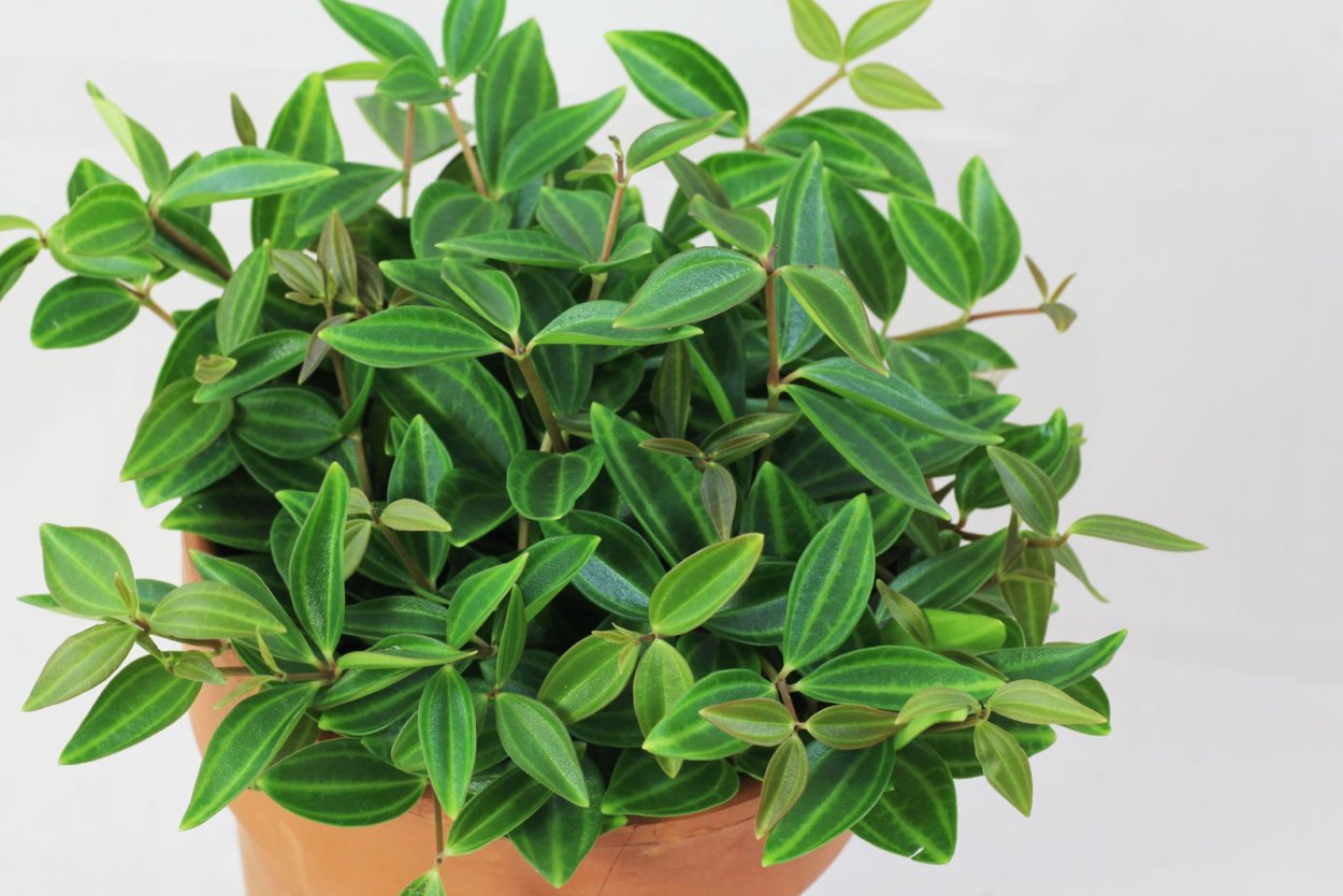 Пеперомия deppeana