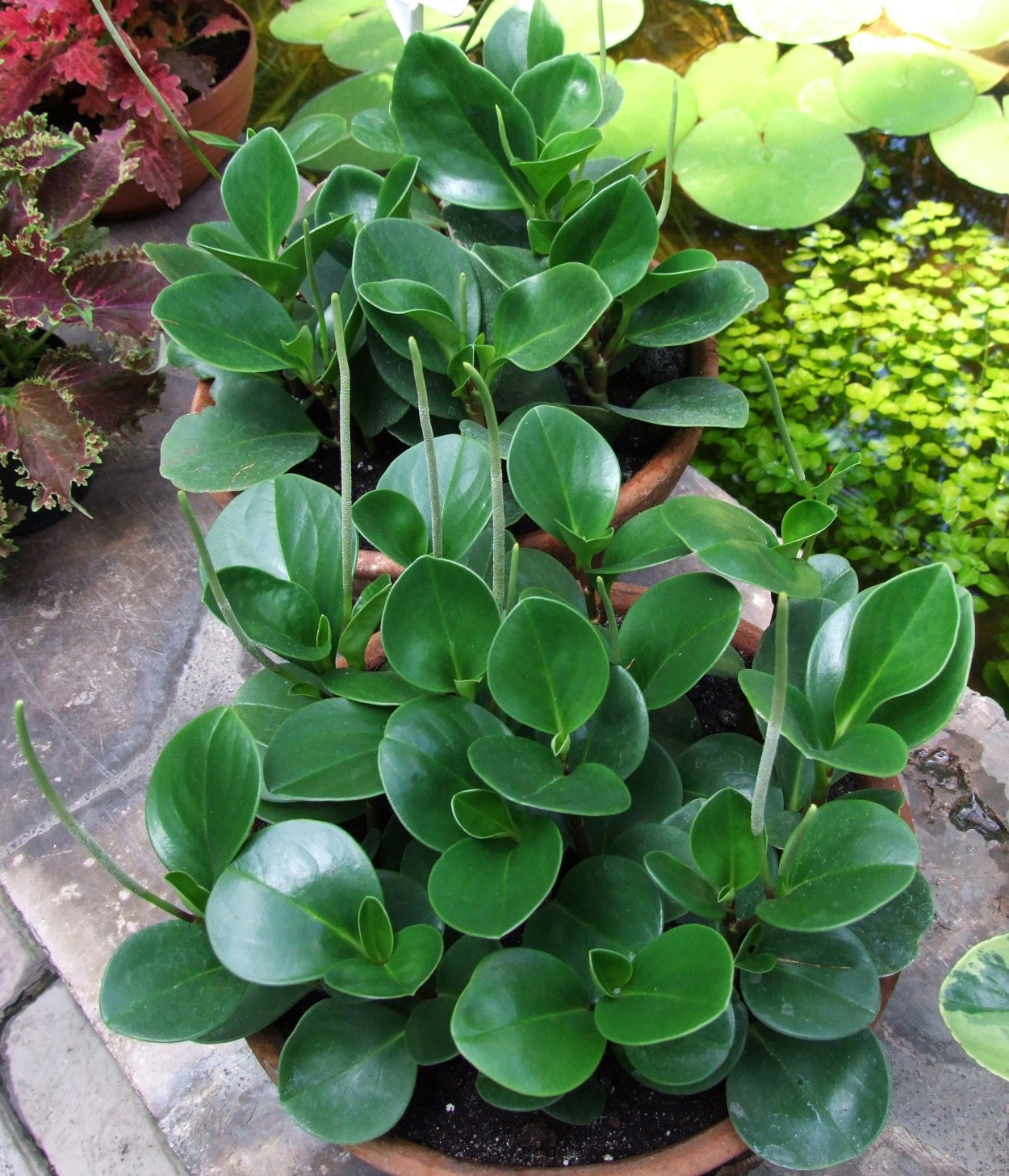 Пеперомия Peperomia dolabriformis