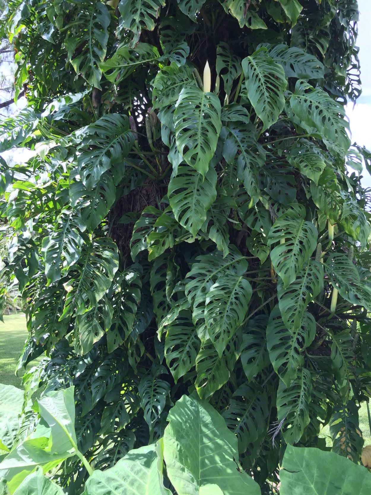 Черенкуем Филодендрон