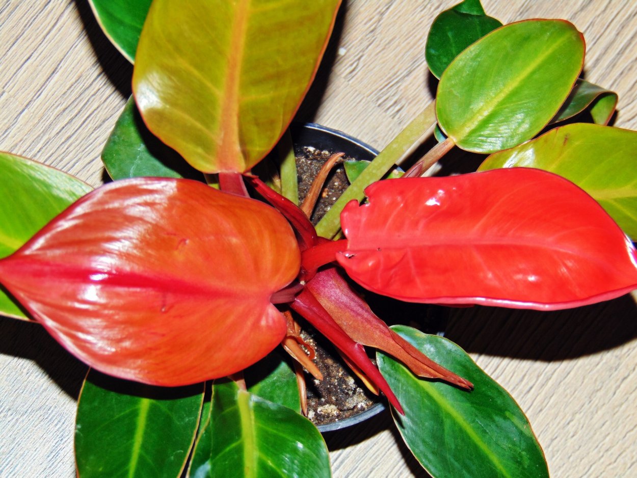 Филодендрон т31 вариегатный