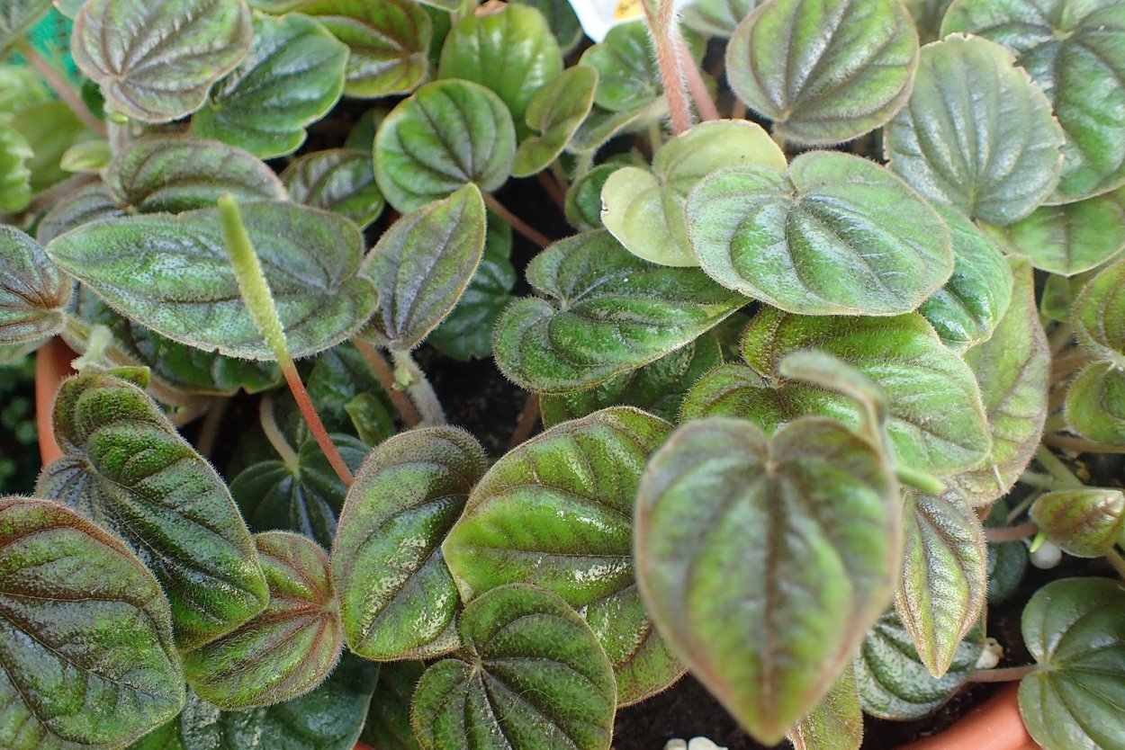 Пеперомия Тетрафилла Хоуп