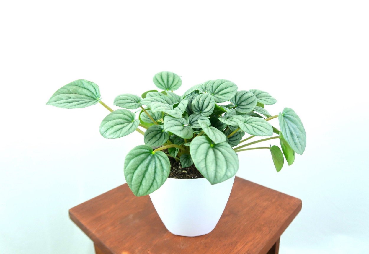 Пеперомия Японика