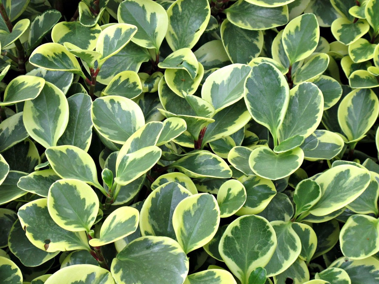 Пеперомия рокко Верде