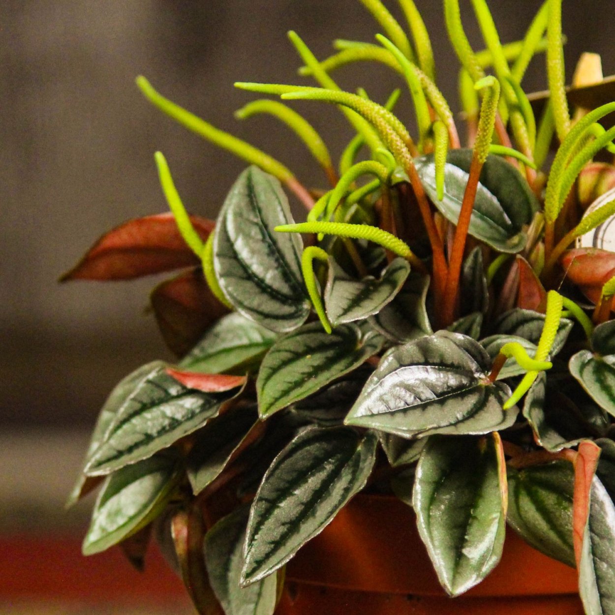 Пеперомия Сандерса (Peperomia sandersii)