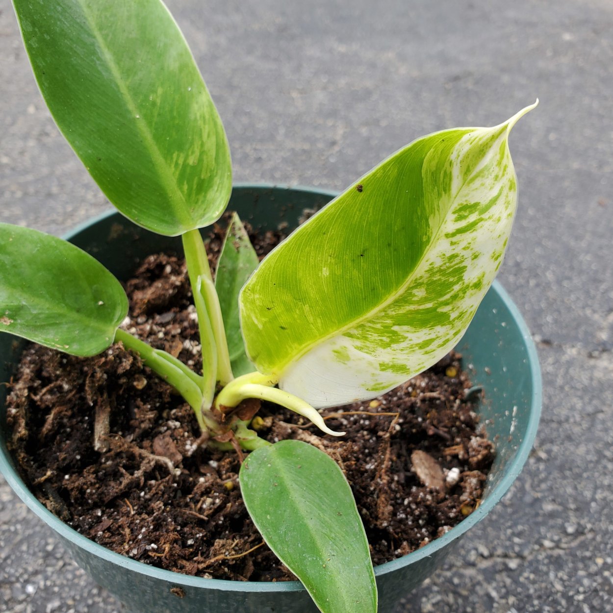 Филодендрон Санрайз