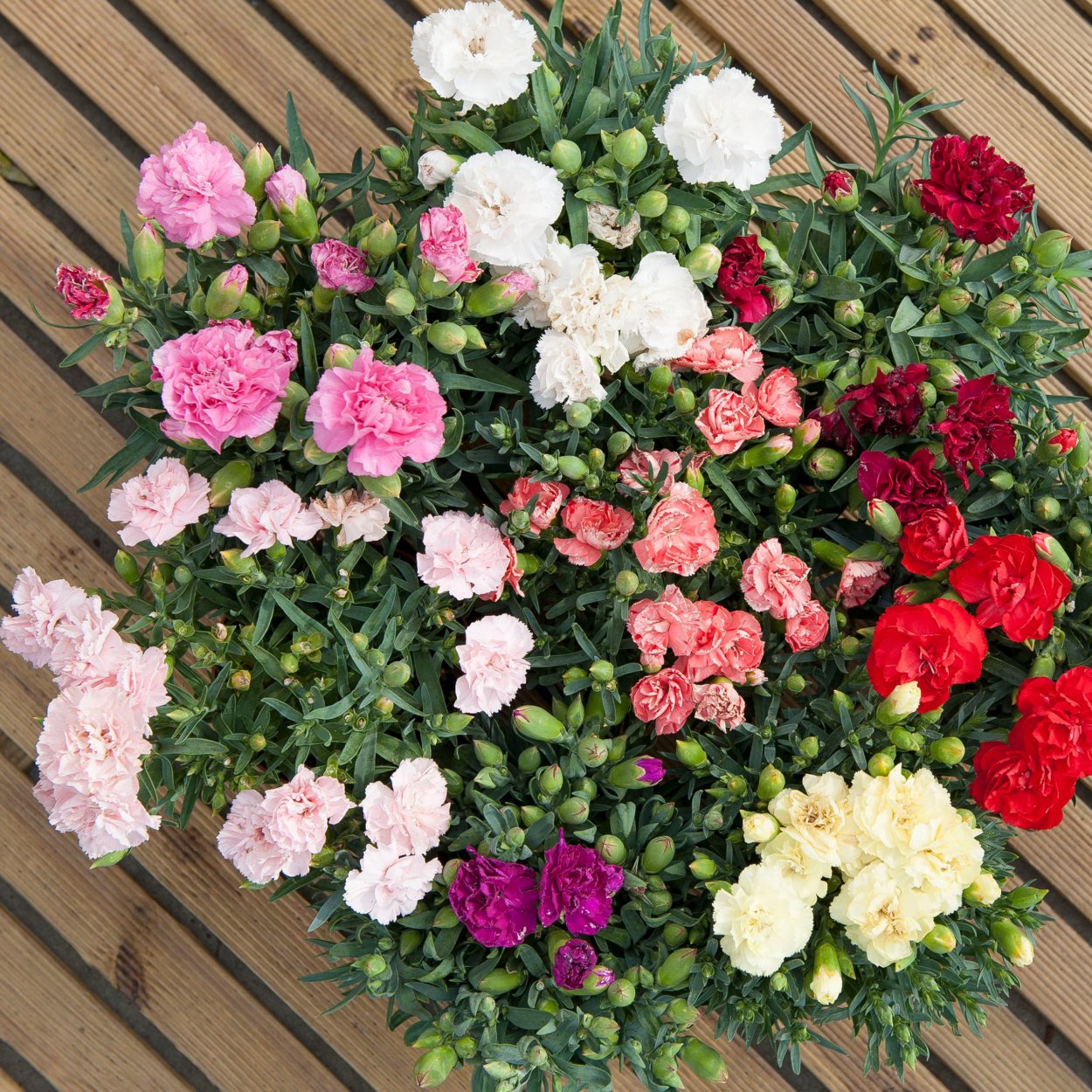 Гвоздика Садовая Лилипот микс