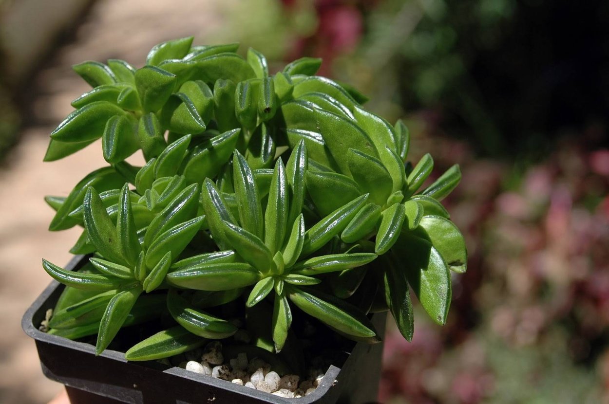 Пеперомия черепашка