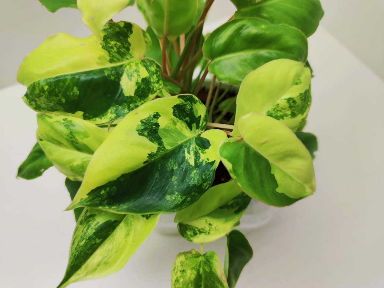 Филодендрон Сильвер Сворд