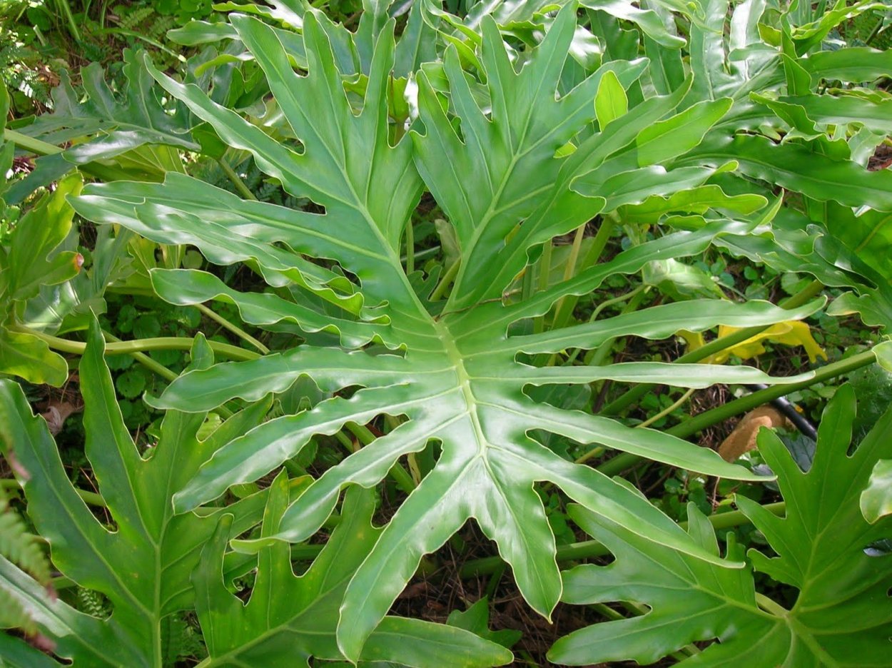 Филодендрон Жозе Буоно