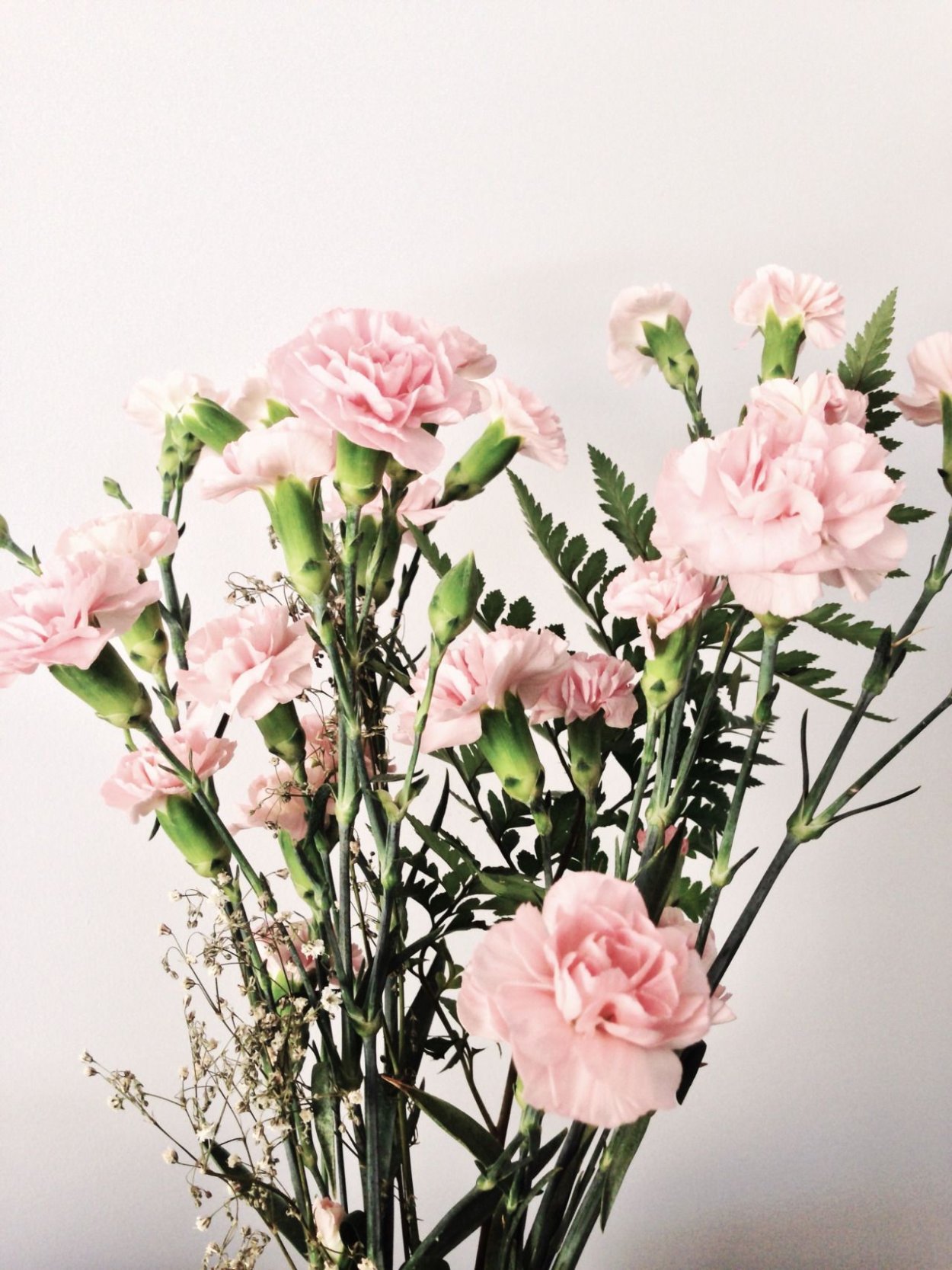 Диантус Каори