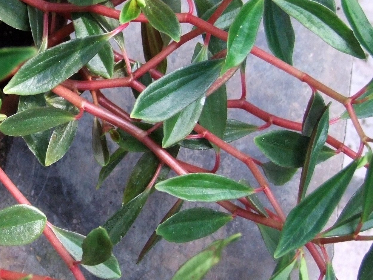 Пеперомия камнеломка