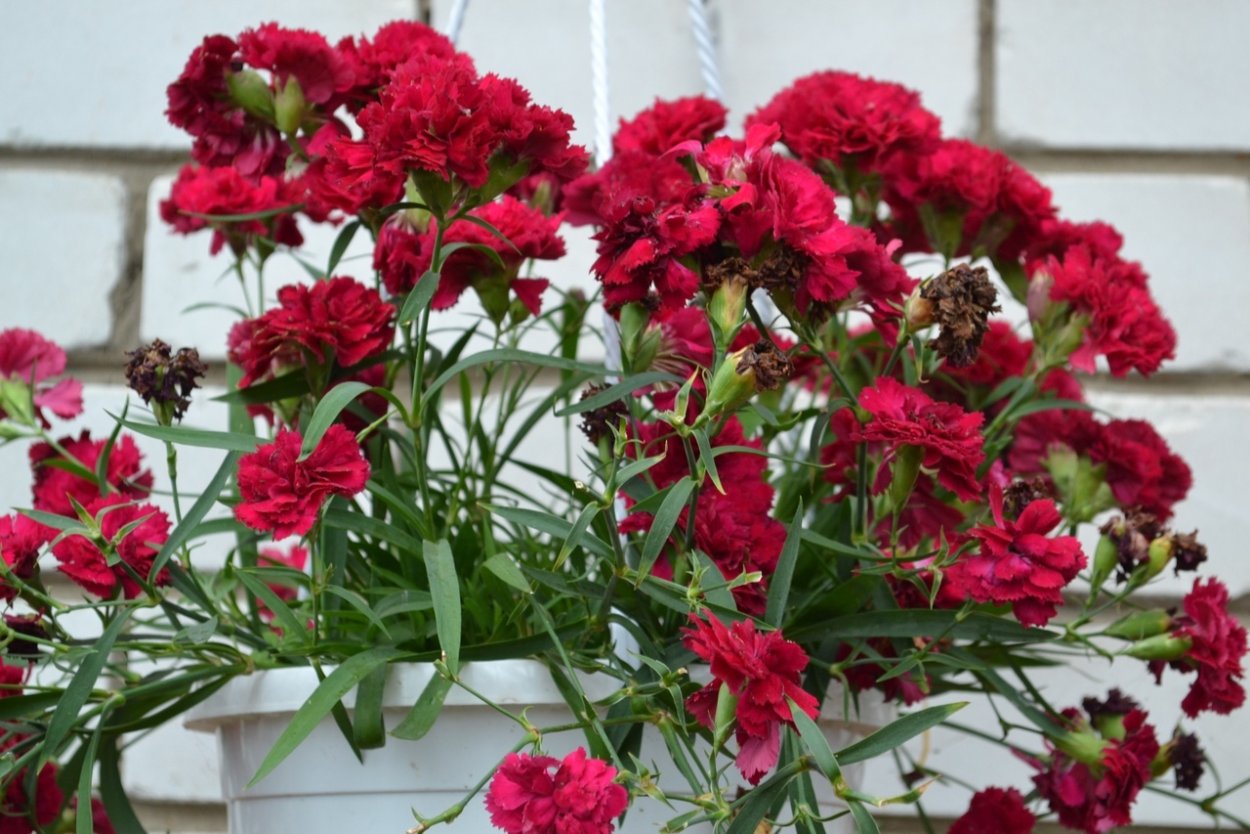 Гвоздика ампельная