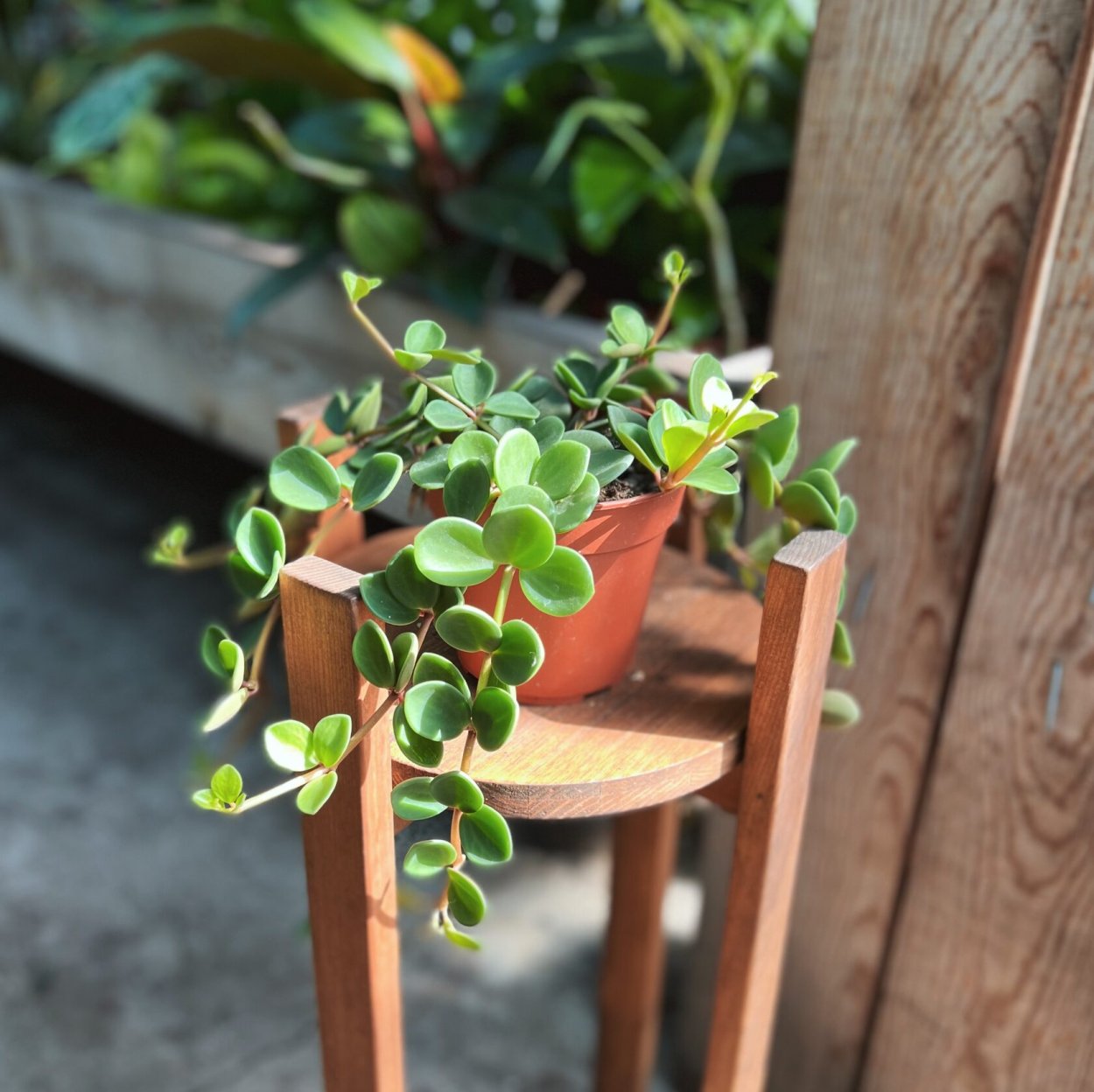 Пеперомия «клузиелистная Вариегата»