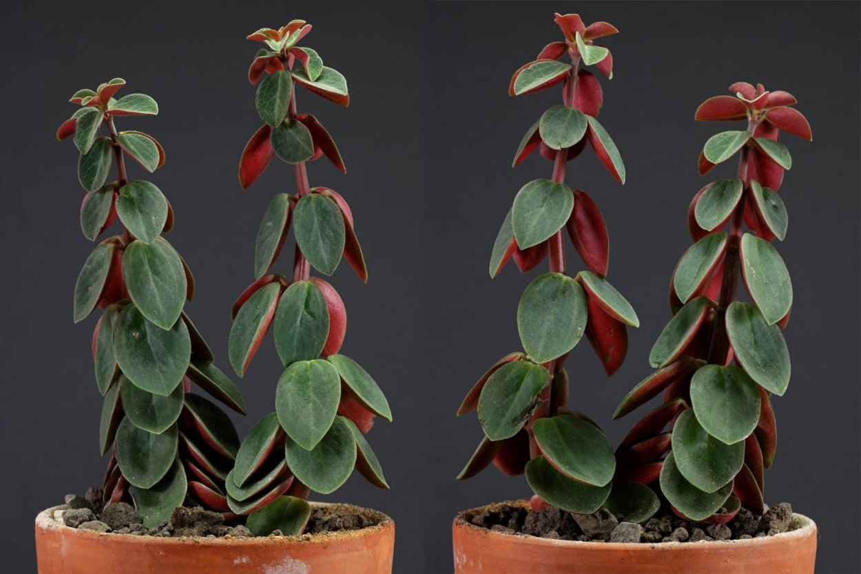 Пеперомия Эден