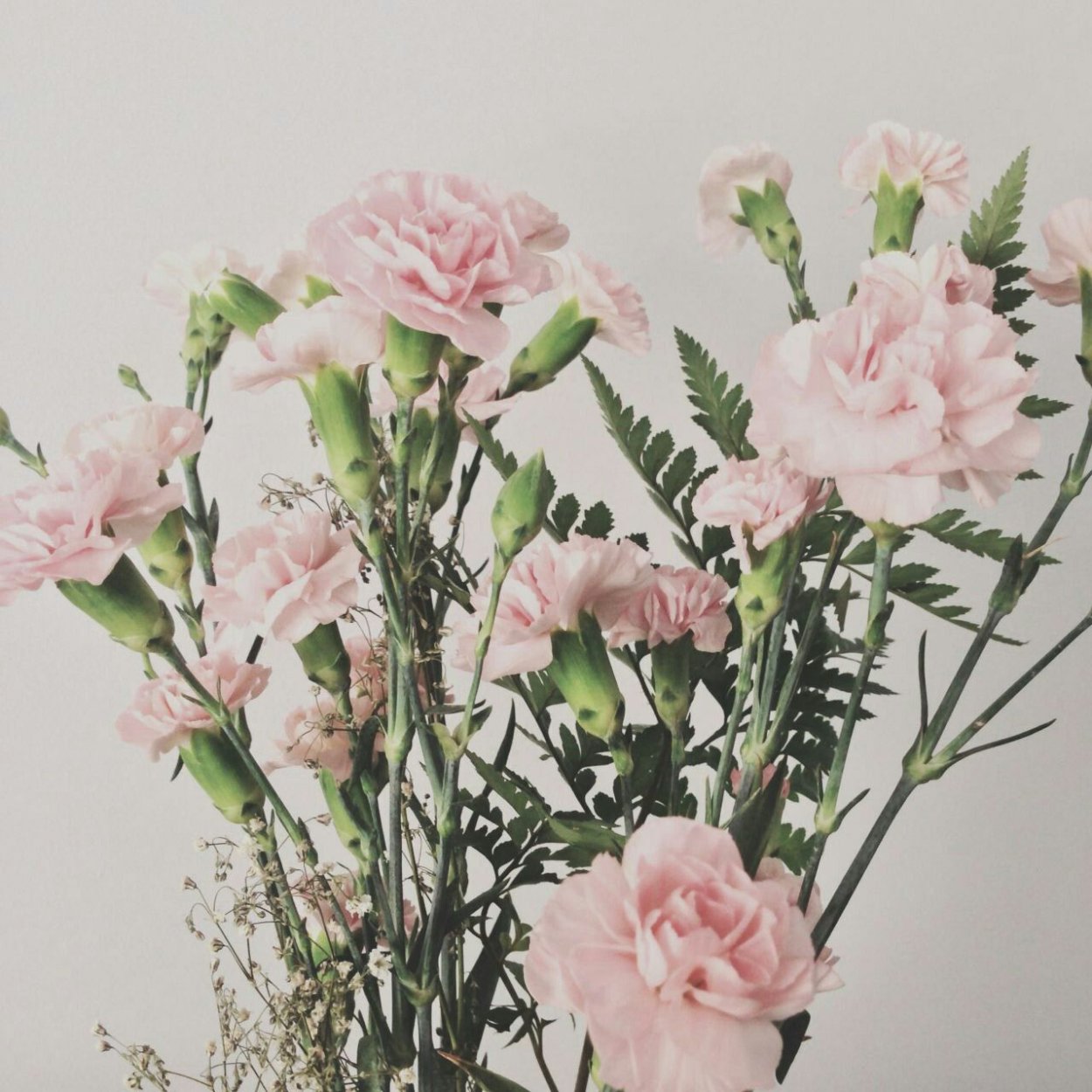 Гвоздика пастель Пинк