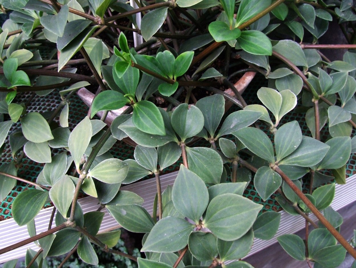 Пеперомия Argyreia