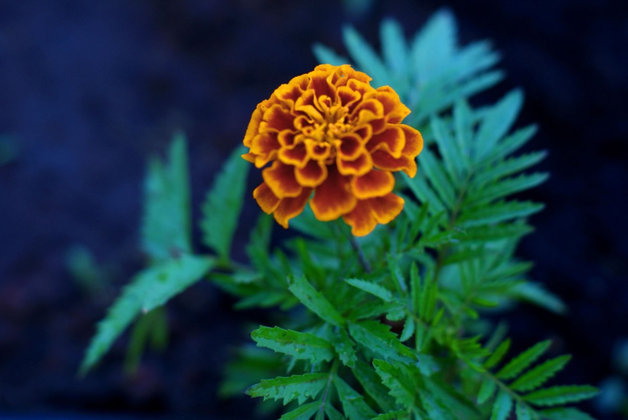 Бархатцы Карл Линней