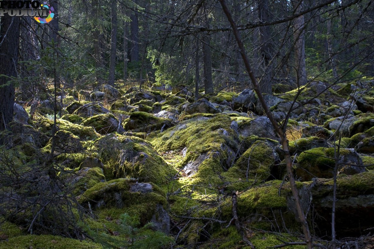 Непролазная Сибирская Тайга