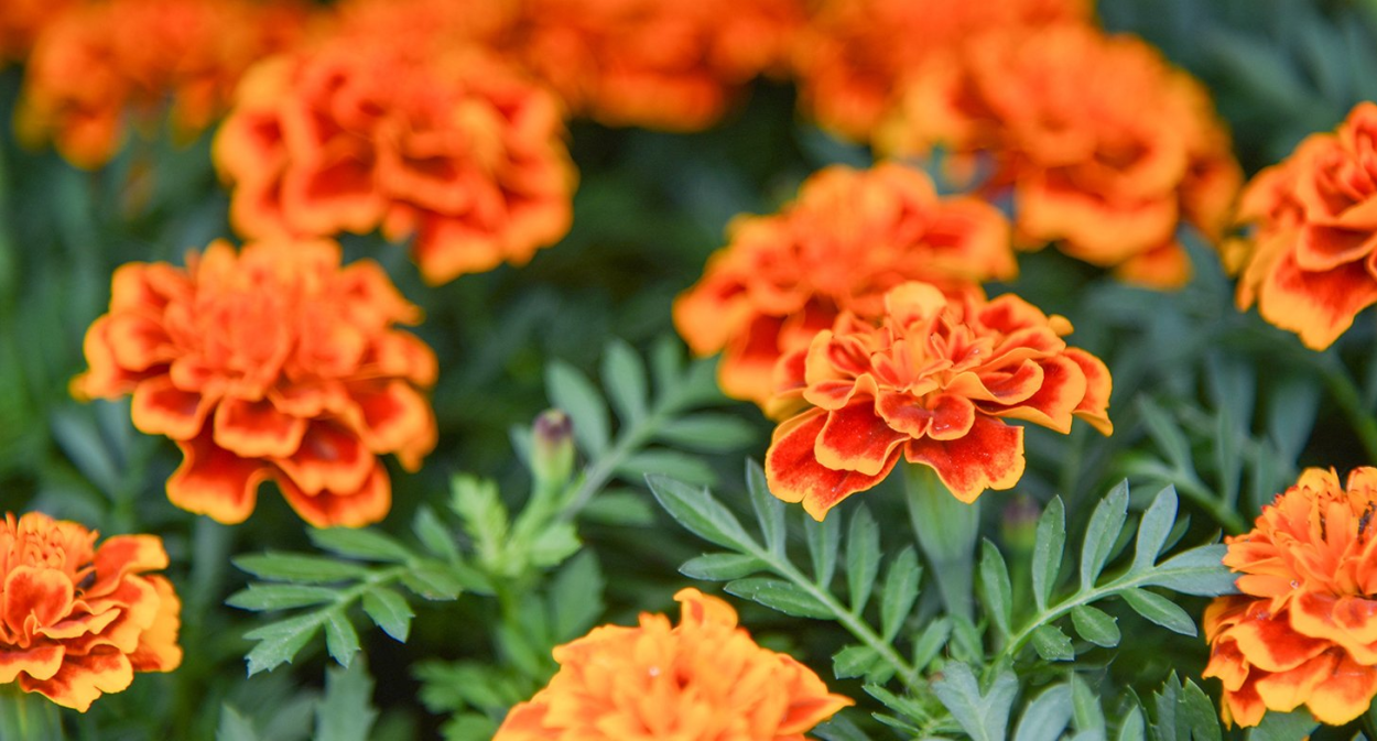 Бархатцы бордовые