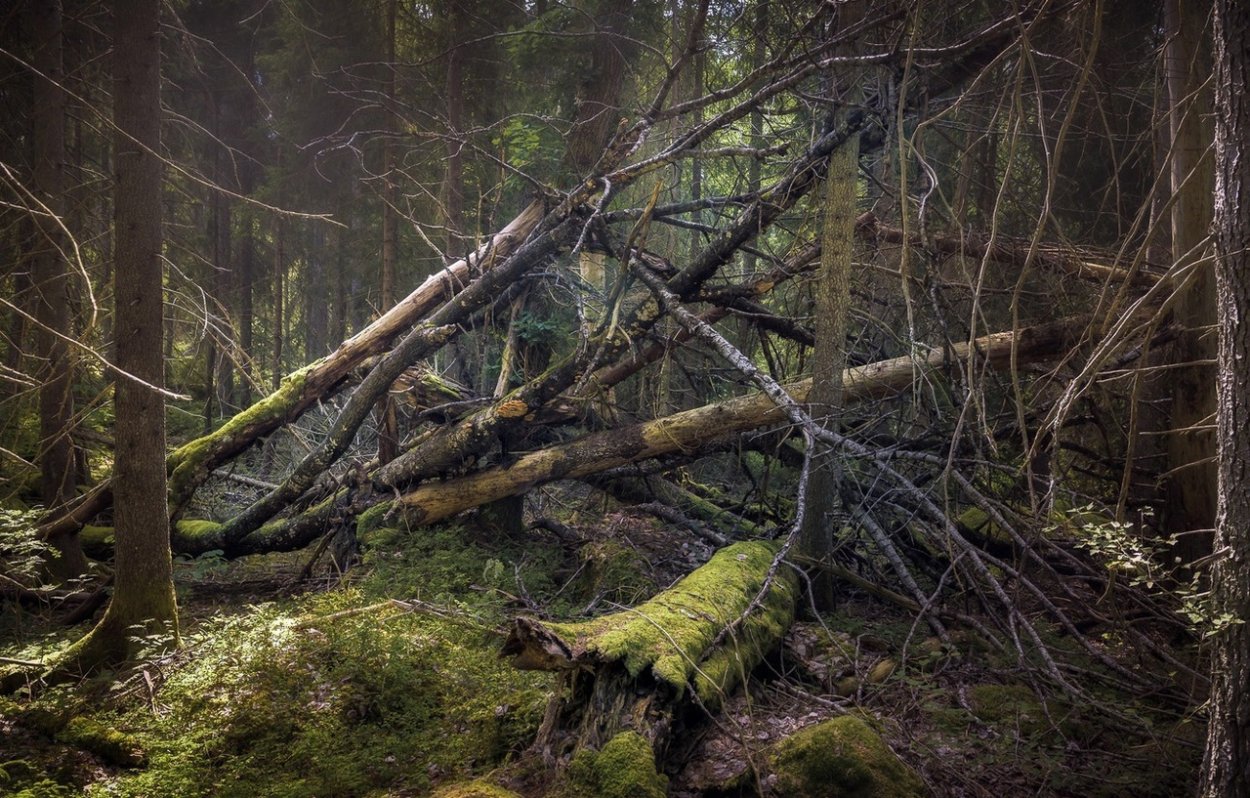 Шишкин бурелом