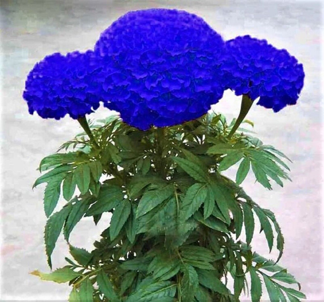 Лиловые бархатцы