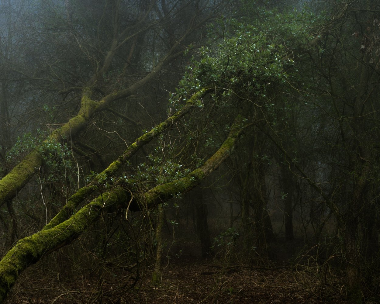 Дремучий лес Карамзина