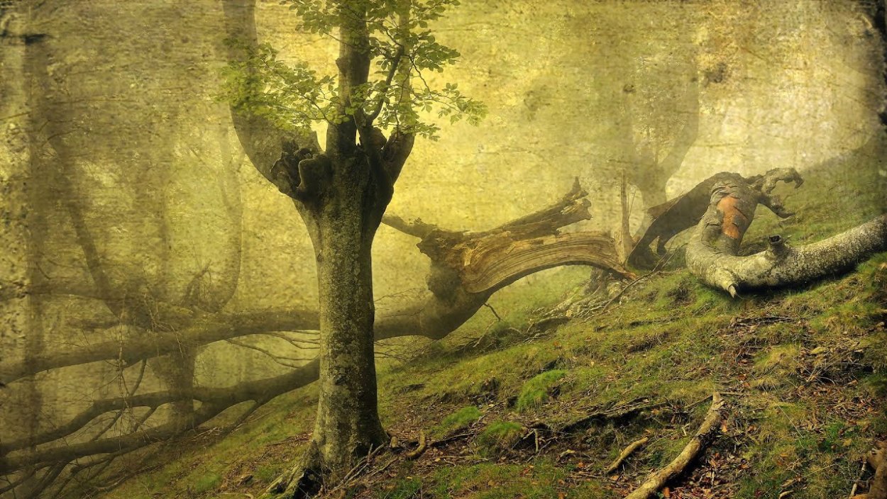 Поваленное дерево