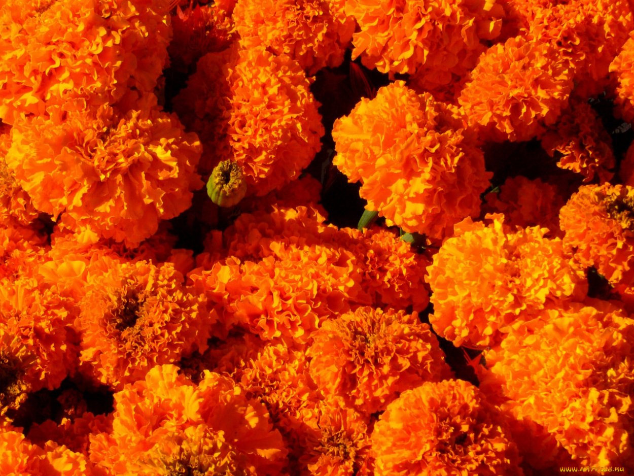 Бархатцы Хризантема оранж