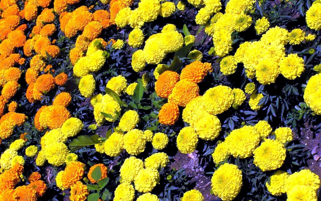 Бархатцы мультифлора