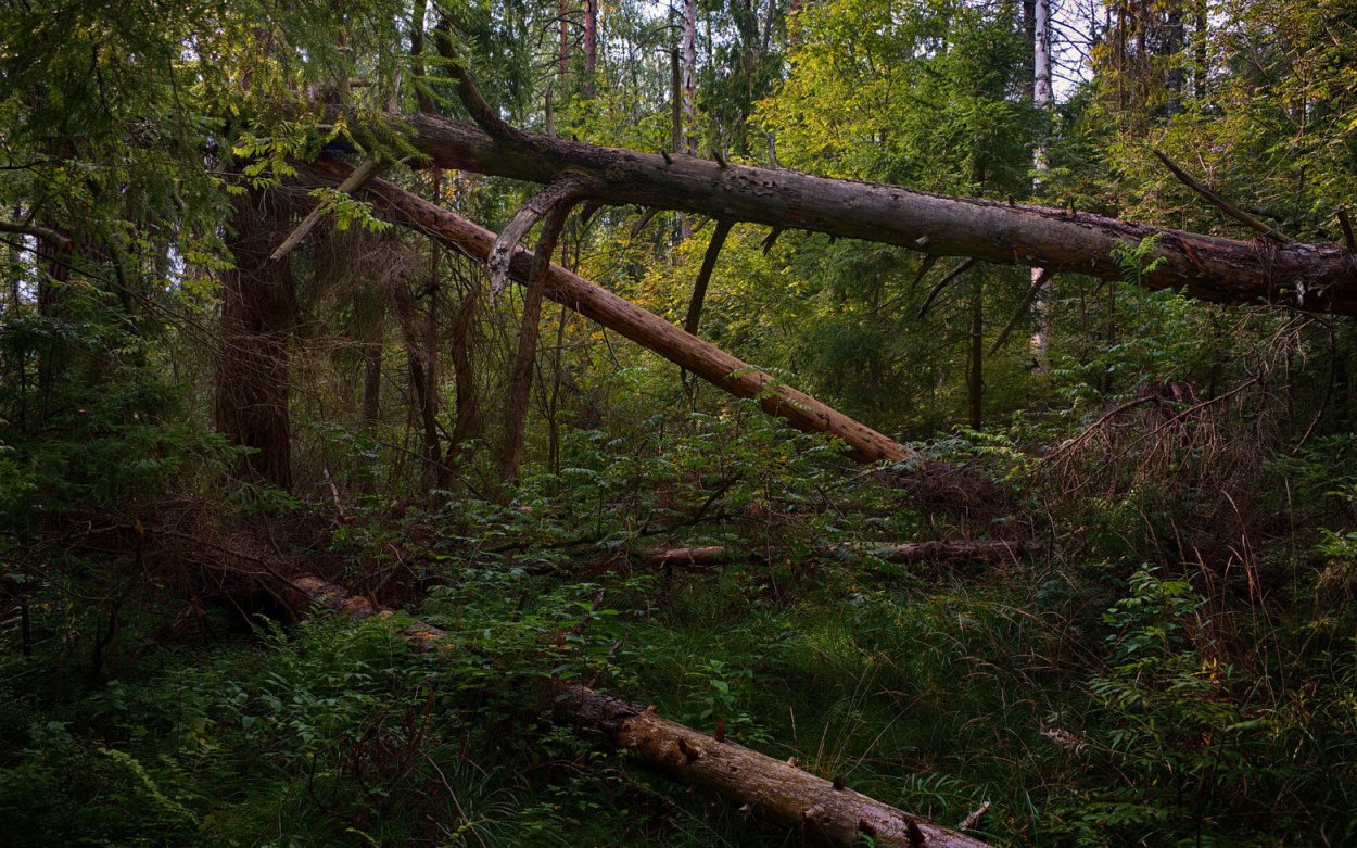 Тайга ХМАО бурелом