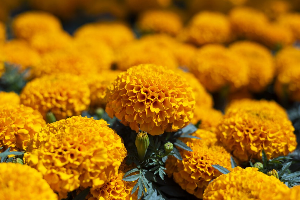 Календула Дикая