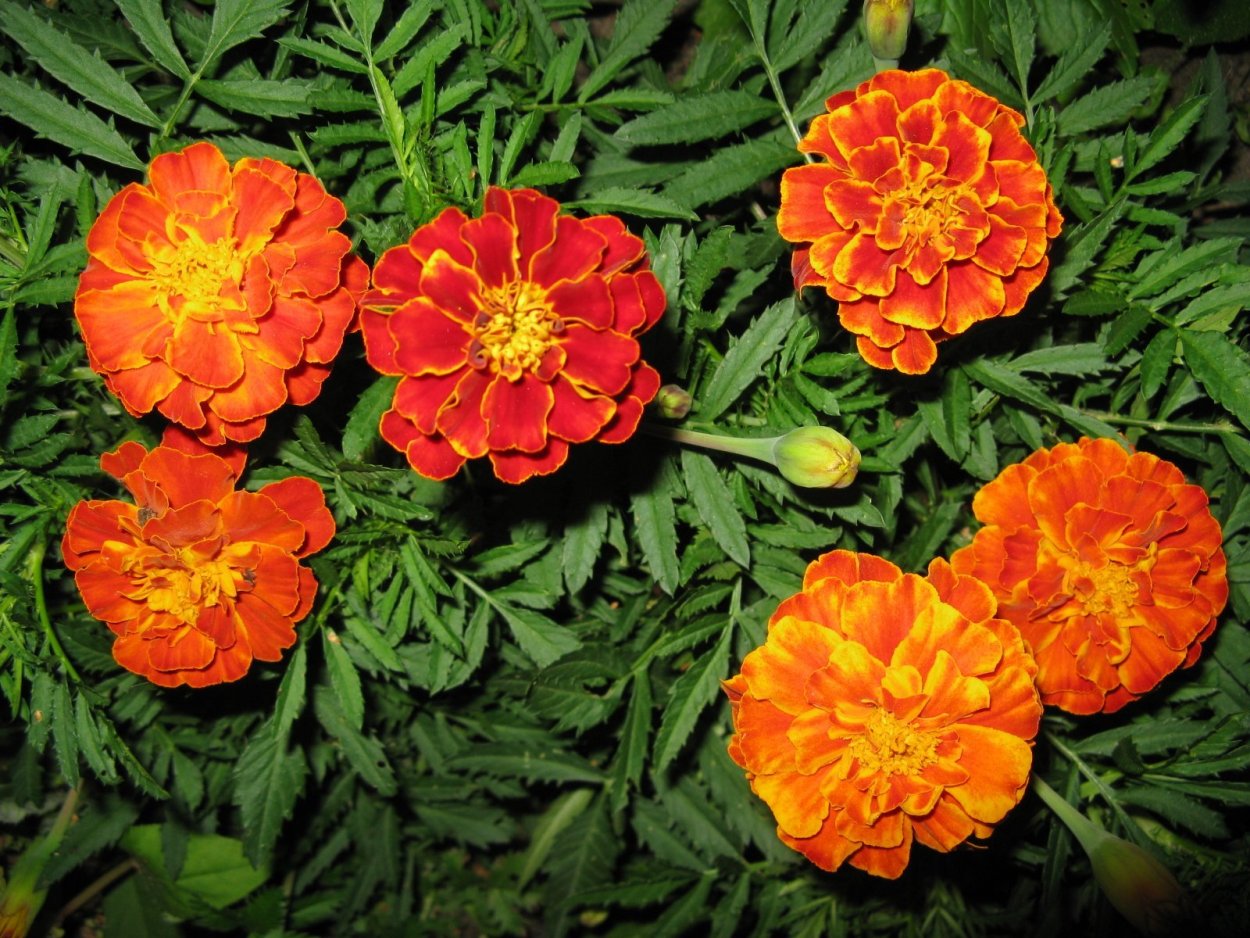 Бархатцы Сноу Кристалл