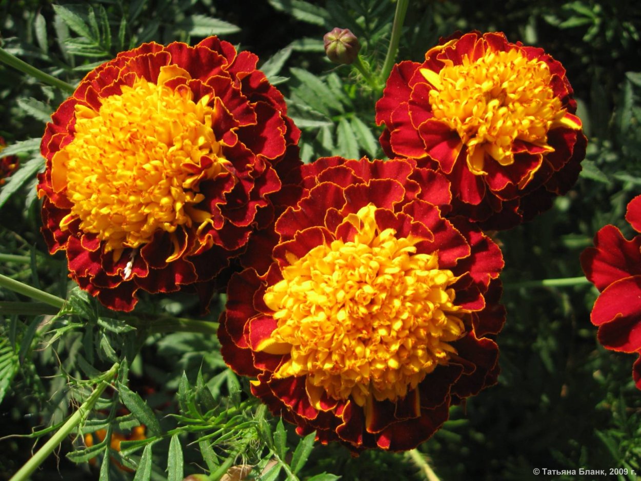 Бархатцы вишневый бархат