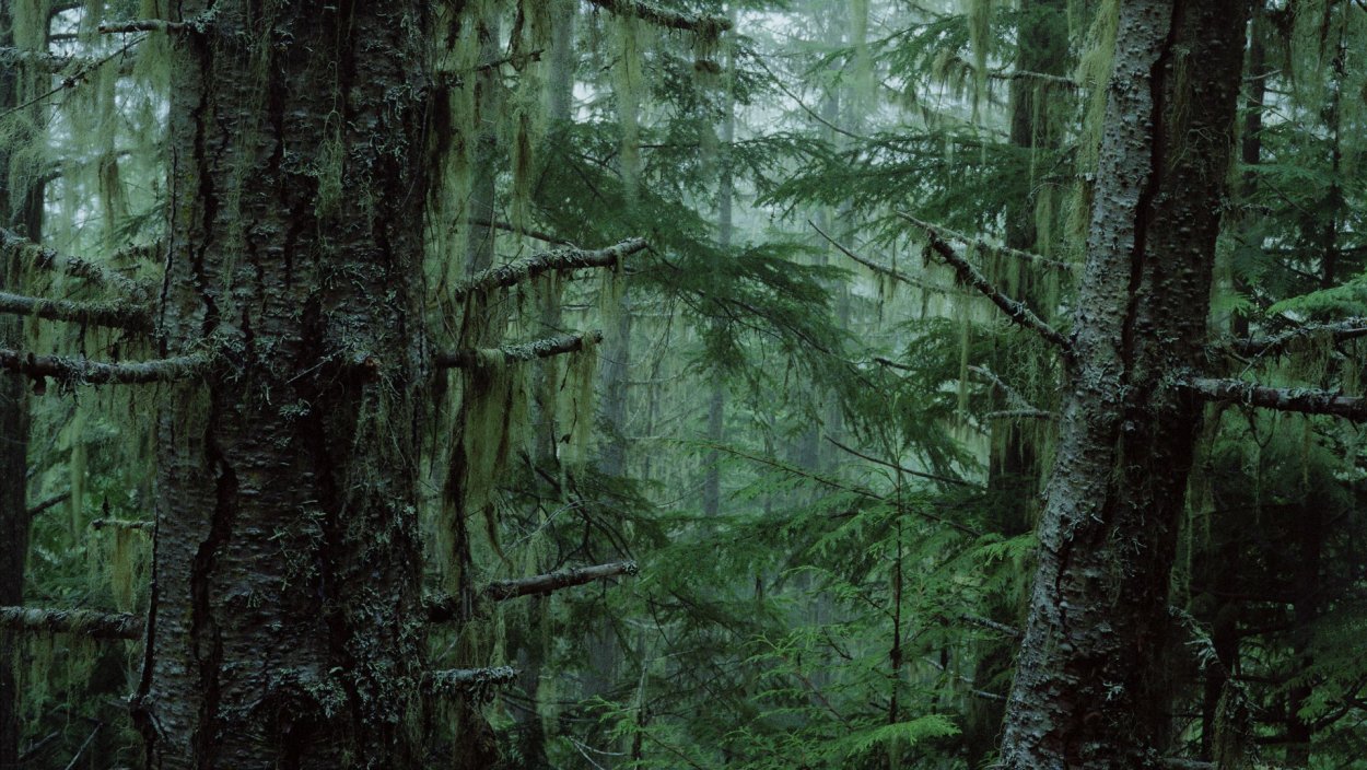 Мхи темнохвойной тайги