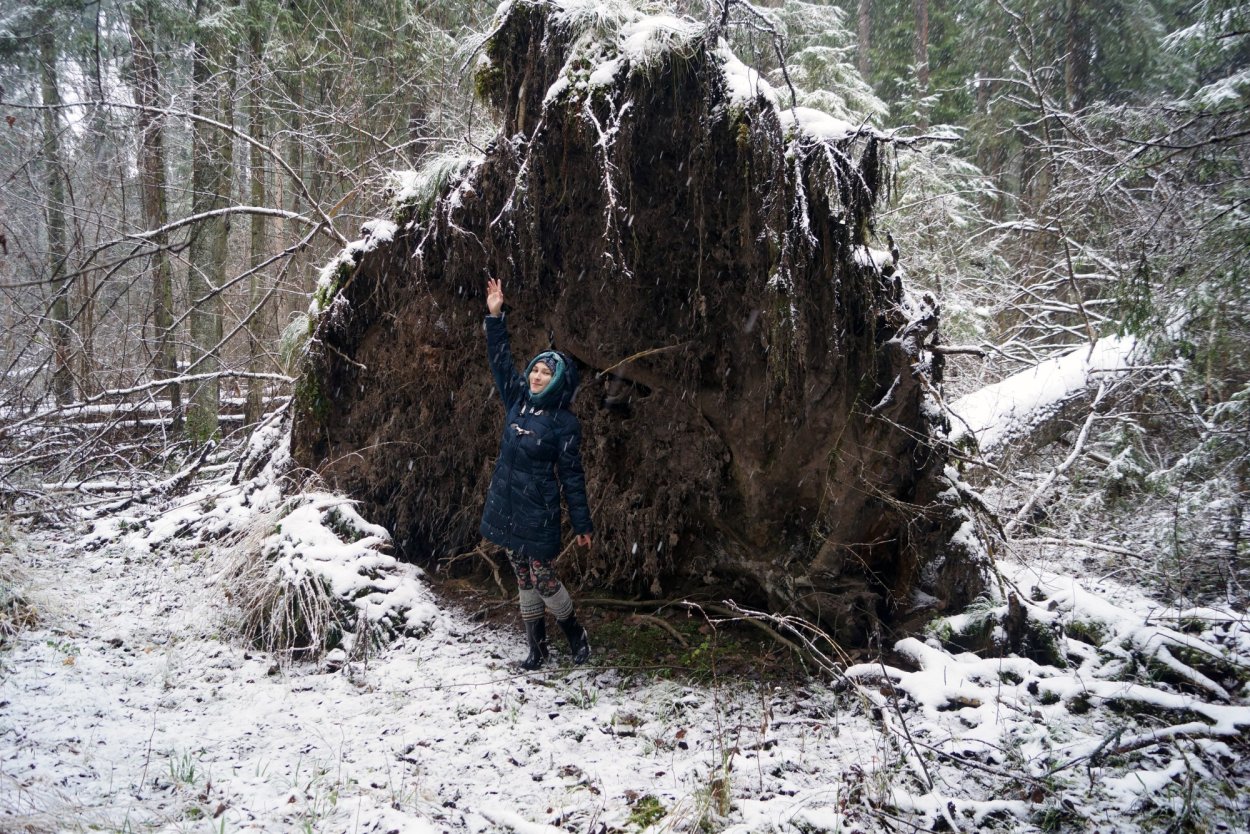 Бурелом с высоты