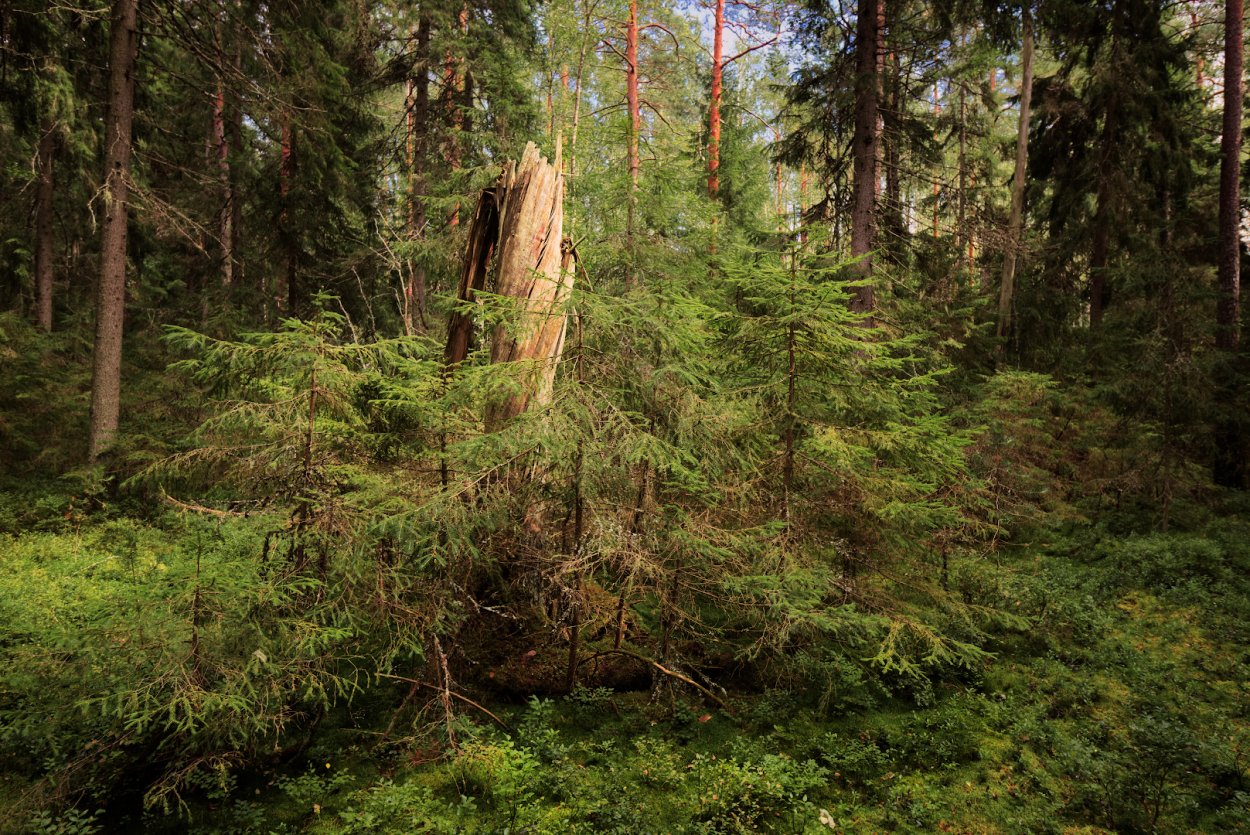 Сибирская Тайга бурелом