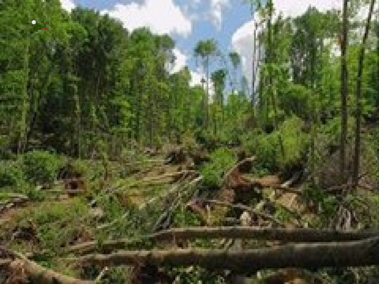 Лесной бурелом